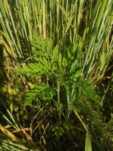 OpérationRumex, 08.ambroisie_pas_bon_non_plus_091050