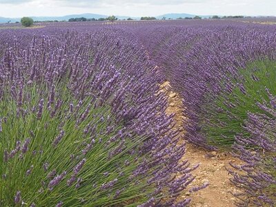 LES LAVANDES PLATEAU DE VALENSOLE ET SAULT, 0001