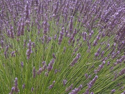 LES LAVANDES PLATEAU DE VALENSOLE ET SAULT, 0002