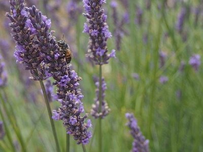 LES LAVANDES PLATEAU DE VALENSOLE ET SAULT, 0003