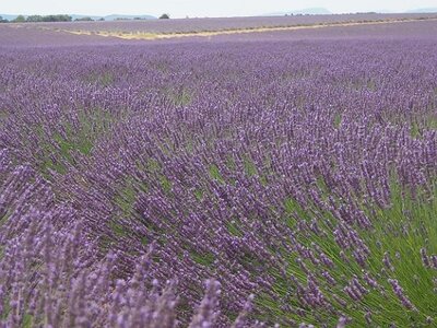 LES LAVANDES PLATEAU DE VALENSOLE ET SAULT, 0004