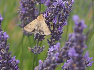 LES LAVANDES PLATEAU DE VALENSOLE ET SAULT, 0006