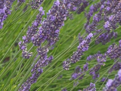LES LAVANDES PLATEAU DE VALENSOLE ET SAULT, 0007