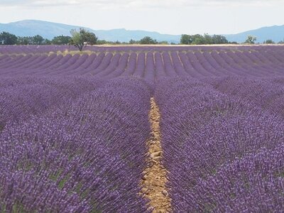 LES LAVANDES PLATEAU DE VALENSOLE ET SAULT, 0008