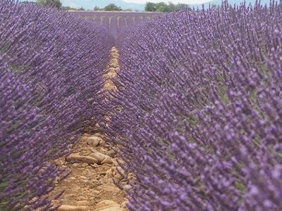 LES LAVANDES PLATEAU DE VALENSOLE ET SAULT, 0010