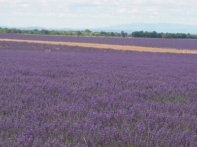 LES LAVANDES PLATEAU DE VALENSOLE ET SAULT, 0011