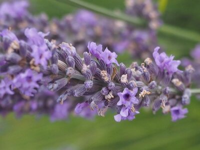 LES LAVANDES PLATEAU DE VALENSOLE ET SAULT, 0013