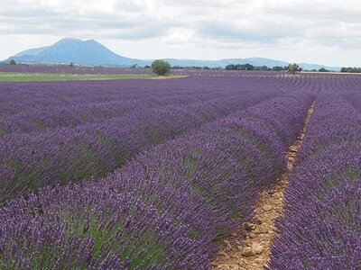 LES LAVANDES PLATEAU DE VALENSOLE ET SAULT, 0014