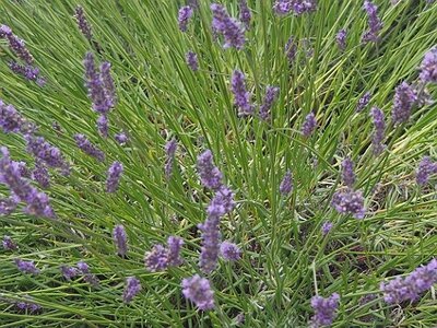 LES LAVANDES PLATEAU DE VALENSOLE ET SAULT, 0017
