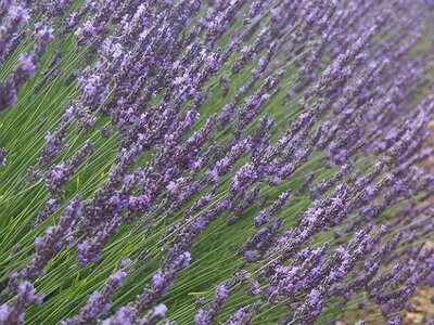 LES LAVANDES PLATEAU DE VALENSOLE ET SAULT, 0018