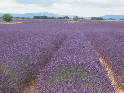 LES LAVANDES PLATEAU DE VALENSOLE ET SAULT, 0019