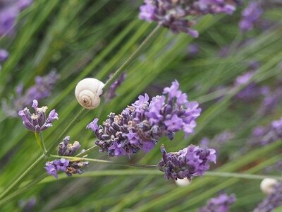 LES LAVANDES PLATEAU DE VALENSOLE ET SAULT, 0020