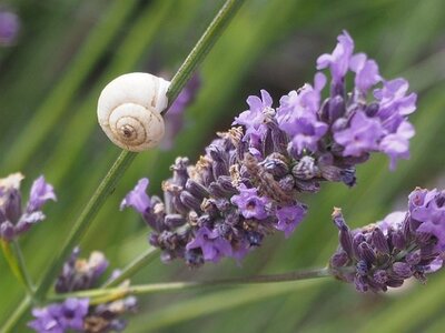 LES LAVANDES PLATEAU DE VALENSOLE ET SAULT, 0021