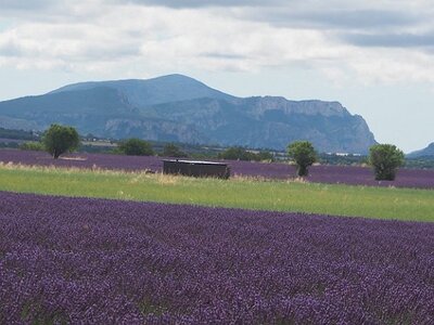LES LAVANDES PLATEAU DE VALENSOLE ET SAULT, 0022