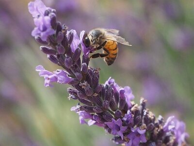 LES LAVANDES PLATEAU DE VALENSOLE ET SAULT, 0023