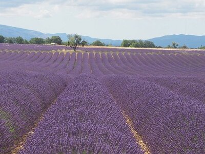 LES LAVANDES PLATEAU DE VALENSOLE ET SAULT, 0024