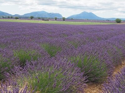 LES LAVANDES PLATEAU DE VALENSOLE ET SAULT, 0025