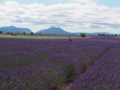 LES LAVANDES PLATEAU DE VALENSOLE ET SAULT, 0026