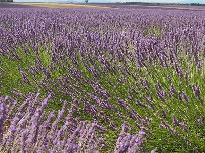 LES LAVANDES PLATEAU DE VALENSOLE ET SAULT, 0027