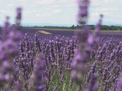 LES LAVANDES PLATEAU DE VALENSOLE ET SAULT, 0028