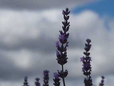 LES LAVANDES PLATEAU DE VALENSOLE ET SAULT, 0029