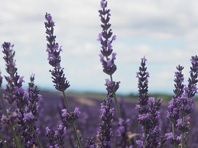 LES LAVANDES PLATEAU DE VALENSOLE ET SAULT, 0030