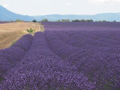 LES LAVANDES PLATEAU DE VALENSOLE ET SAULT, 0031