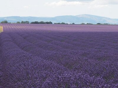 LES LAVANDES PLATEAU DE VALENSOLE ET SAULT, 0032