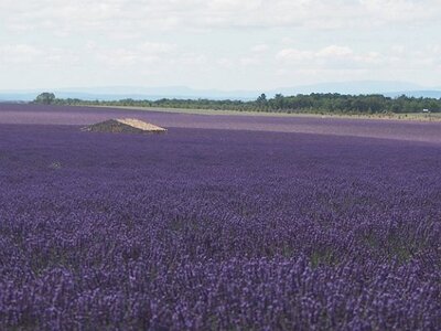 LES LAVANDES PLATEAU DE VALENSOLE ET SAULT, 0033