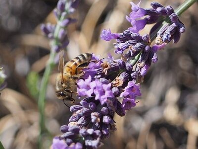 LES LAVANDES PLATEAU DE VALENSOLE ET SAULT, 0035