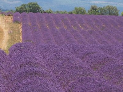 LES LAVANDES PLATEAU DE VALENSOLE ET SAULT, 0036
