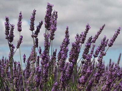 LES LAVANDES PLATEAU DE VALENSOLE ET SAULT, 0037