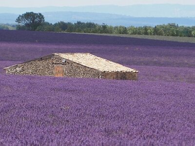 LES LAVANDES PLATEAU DE VALENSOLE ET SAULT, 0038