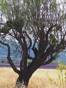 LES LAVANDES PLATEAU DE VALENSOLE ET SAULT, 0039