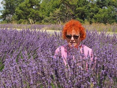 LES LAVANDES PLATEAU DE VALENSOLE ET SAULT, 0040