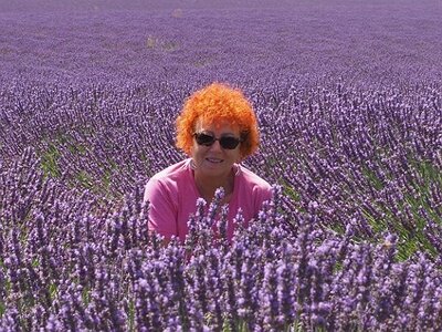 LES LAVANDES PLATEAU DE VALENSOLE ET SAULT, 0042