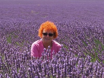 LES LAVANDES PLATEAU DE VALENSOLE ET SAULT, 0043