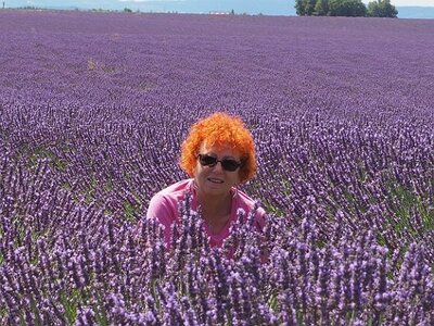 LES LAVANDES PLATEAU DE VALENSOLE ET SAULT, 0044