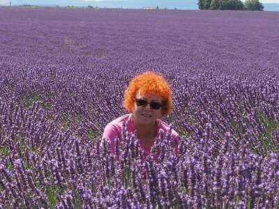 LES LAVANDES PLATEAU DE VALENSOLE ET SAULT, 0045