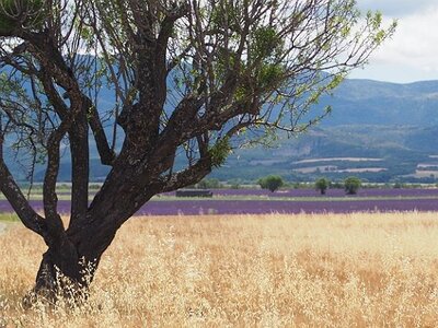 LES LAVANDES PLATEAU DE VALENSOLE ET SAULT, 0046