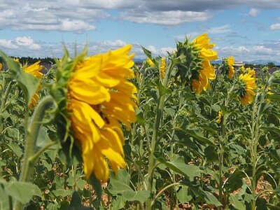 LES LAVANDES PLATEAU DE VALENSOLE ET SAULT, 0051