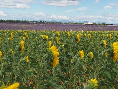 LES LAVANDES PLATEAU DE VALENSOLE ET SAULT, 0052