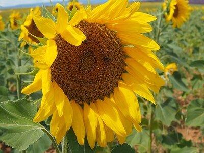 LES LAVANDES PLATEAU DE VALENSOLE ET SAULT, 0053