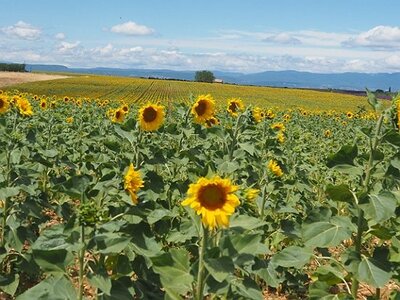 LES LAVANDES PLATEAU DE VALENSOLE ET SAULT, 0054