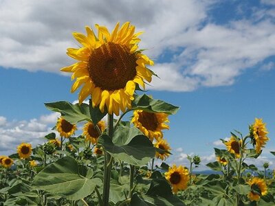 LES LAVANDES PLATEAU DE VALENSOLE ET SAULT, 0055