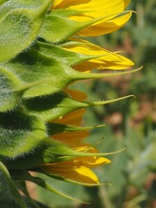 LES LAVANDES PLATEAU DE VALENSOLE ET SAULT, 0057