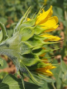 LES LAVANDES PLATEAU DE VALENSOLE ET SAULT, 0058
