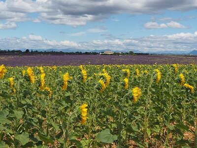 LES LAVANDES PLATEAU DE VALENSOLE ET SAULT, 0059