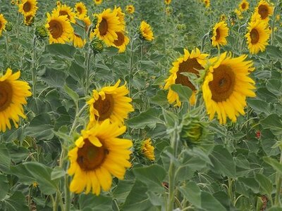 LES LAVANDES PLATEAU DE VALENSOLE ET SAULT, 0063
