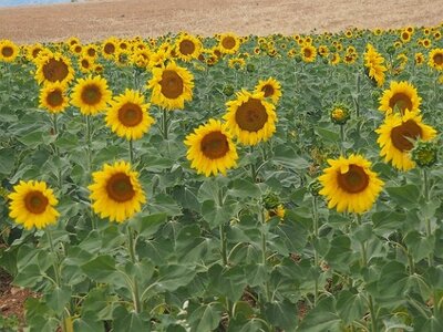 LES LAVANDES PLATEAU DE VALENSOLE ET SAULT, 0065